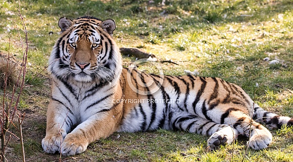 Amur tiger