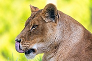 Lioness licking nose