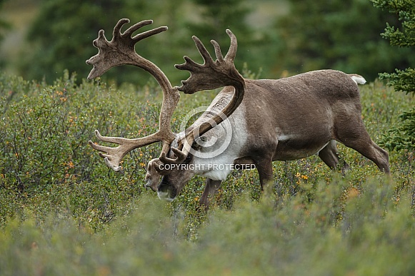 The reindeer or caribou (Rangifer tarandus)