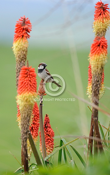 Male House Sparrow Male House Sparrow