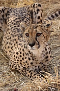 Cheetah