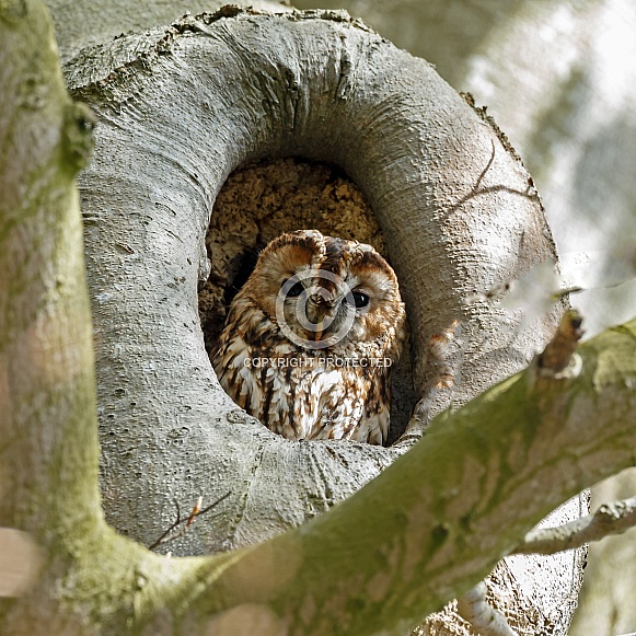 Eurasian Tawny Owl Eurasian Tawny Owl