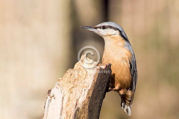 Nuthatch