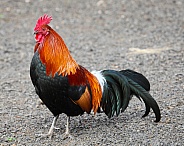 Kauai Rooster