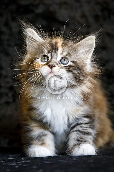 Maine coon