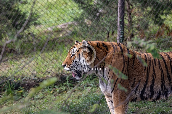 Bengal tiger