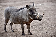 Warthog