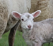 Newborn Lamb