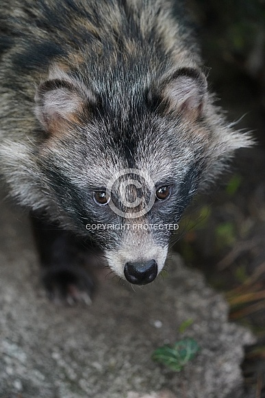 Raccoon Dog