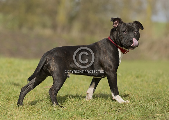 Staffordshire Bull Terrier