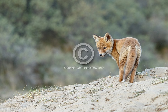 Red Fox Cub