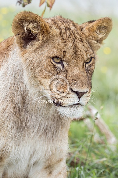 African Lion (young) African Lion (young)