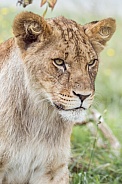 African Lion (young)