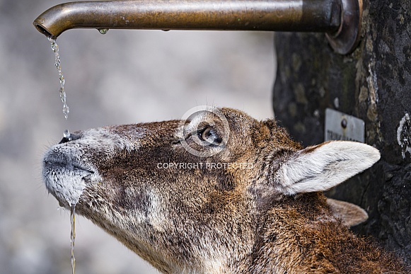 Mouflon drinking at the fountain Mouflon drinking at the fountain