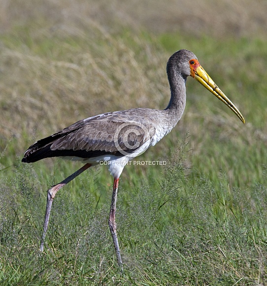 Juvenile Yellowbilled Stork - Okavango Delta - Botswana Juvenile Yellowbilled Stork - Okavango Delta - Botswana
