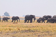 Distant herd of elephants