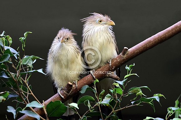Guira cuckoo (Guira guira) Guira cuckoo (Guira guira)