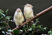 Guira cuckoo (Guira guira)