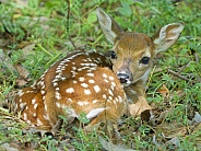 White tailed Deer