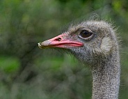 Ostrich