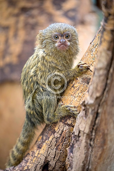 Pygmy marmoset (Cebuella) Pygmy marmoset (Cebuella)