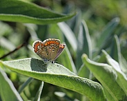 Brown Argus butterfly on Sage Leaf