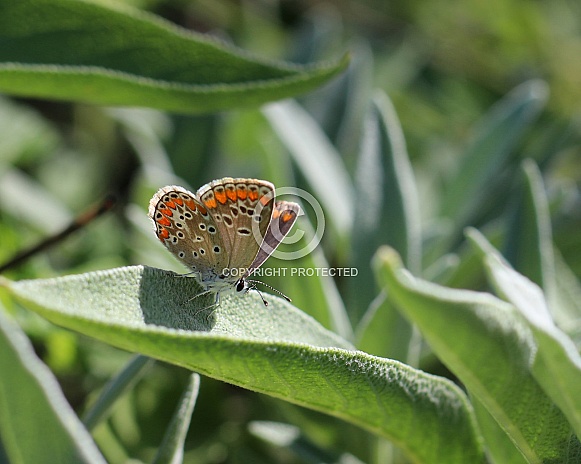 Brown Argus butterfly on Sage Leaf