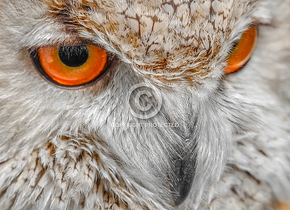 Owl portrait Owl portrait