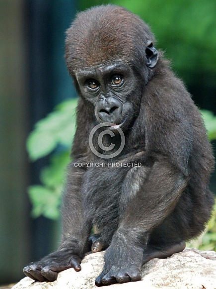 Western lowland gorilla (Gorilla gorilla gorilla) Western lowland gorilla (Gorilla gorilla gorilla)