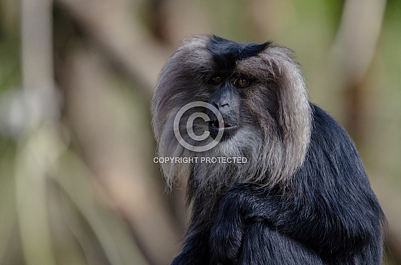 Lion-tailed Macaque