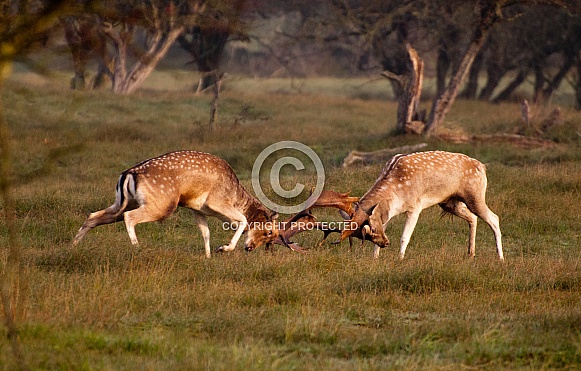 Fallow Deer Rut Fallow Deer Rut