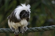 Cotton Topped Tamarin Sitting On Rope