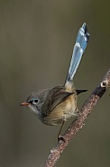 Variegated Fairywren