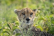 Up close head shot of a Cheetah