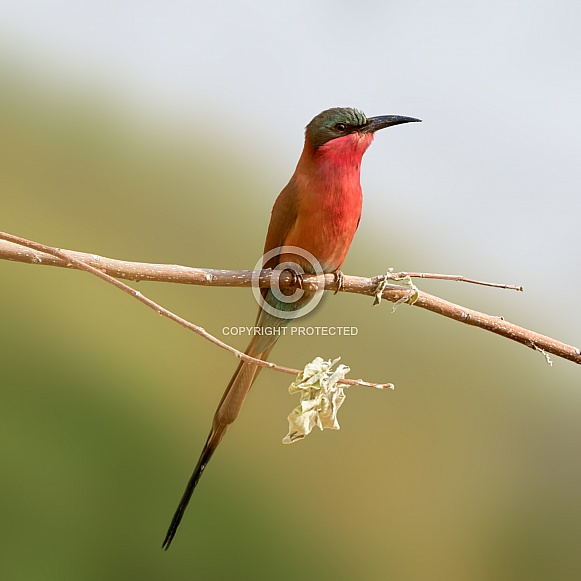 Southern Carmine Bee-eater