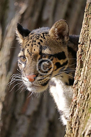 Clouded leopard (Neofelis nebulosa)