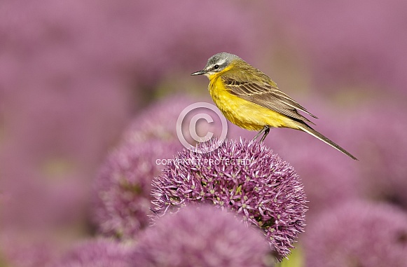 Yellow Wagtail bird Yellow Wagtail bird
