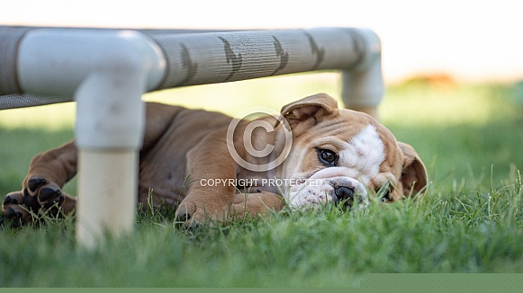 Tired English bulldog Puppy taking a rest