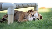 Tired English bulldog Puppy taking a rest