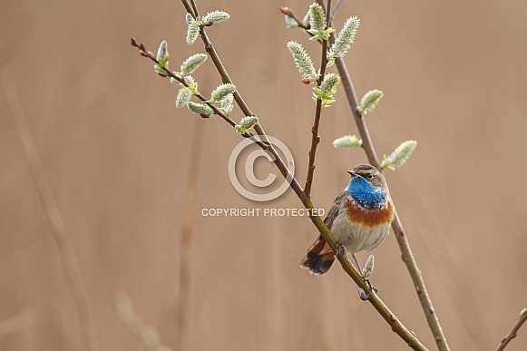 Bluethroat perched on a twig Bluethroat perched on a twig