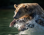Close up of a bear charging in the water