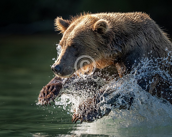 Close up of a bear charging in the water