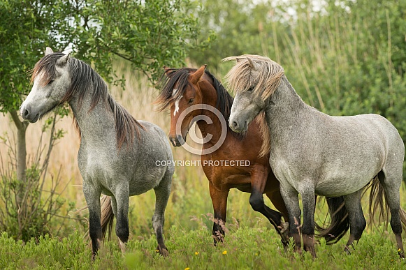 Carneddau Ponies