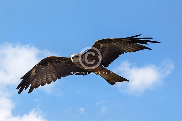 Flying Black Kite, Sky Background