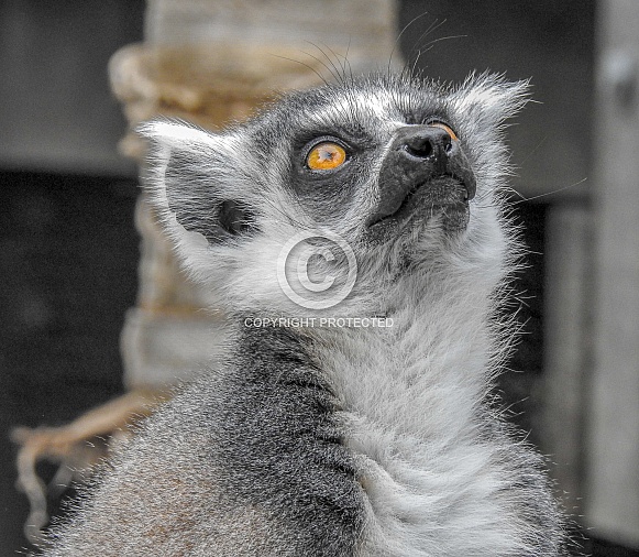 Lemur