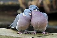 Wood pigeon (Columba palumbus)