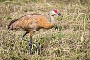 Lesser Sandhill Crane