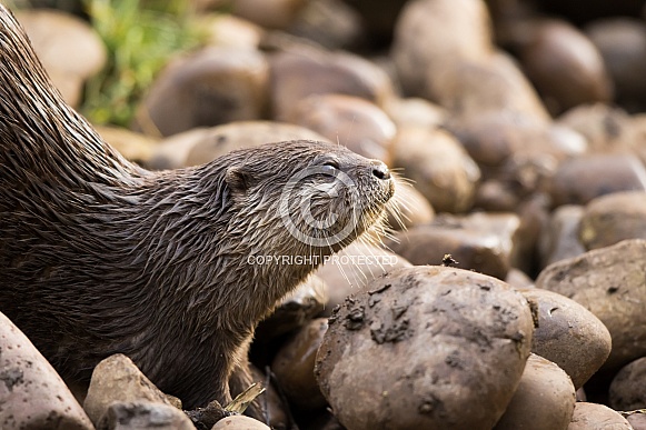 Asian short-clawed otter Asian short-clawed otter