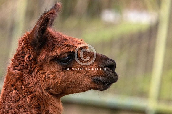 Alpaca Close Up Side Profile Alpaca Close Up Side Profile