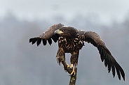 White tailed eagle or European Eagle